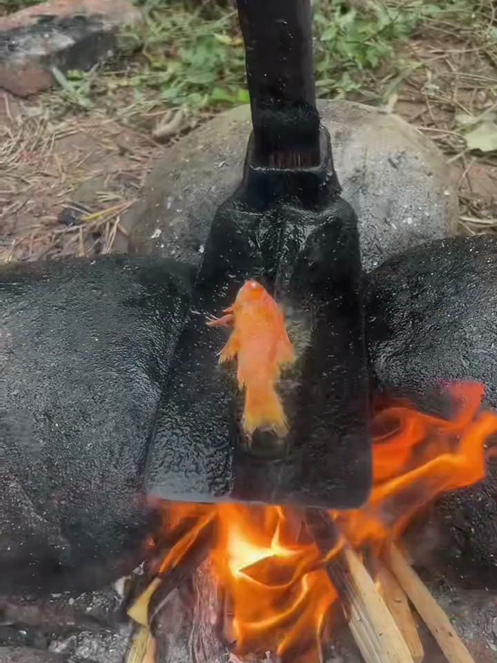 可食用人工养殖鱼,巴适得很啊