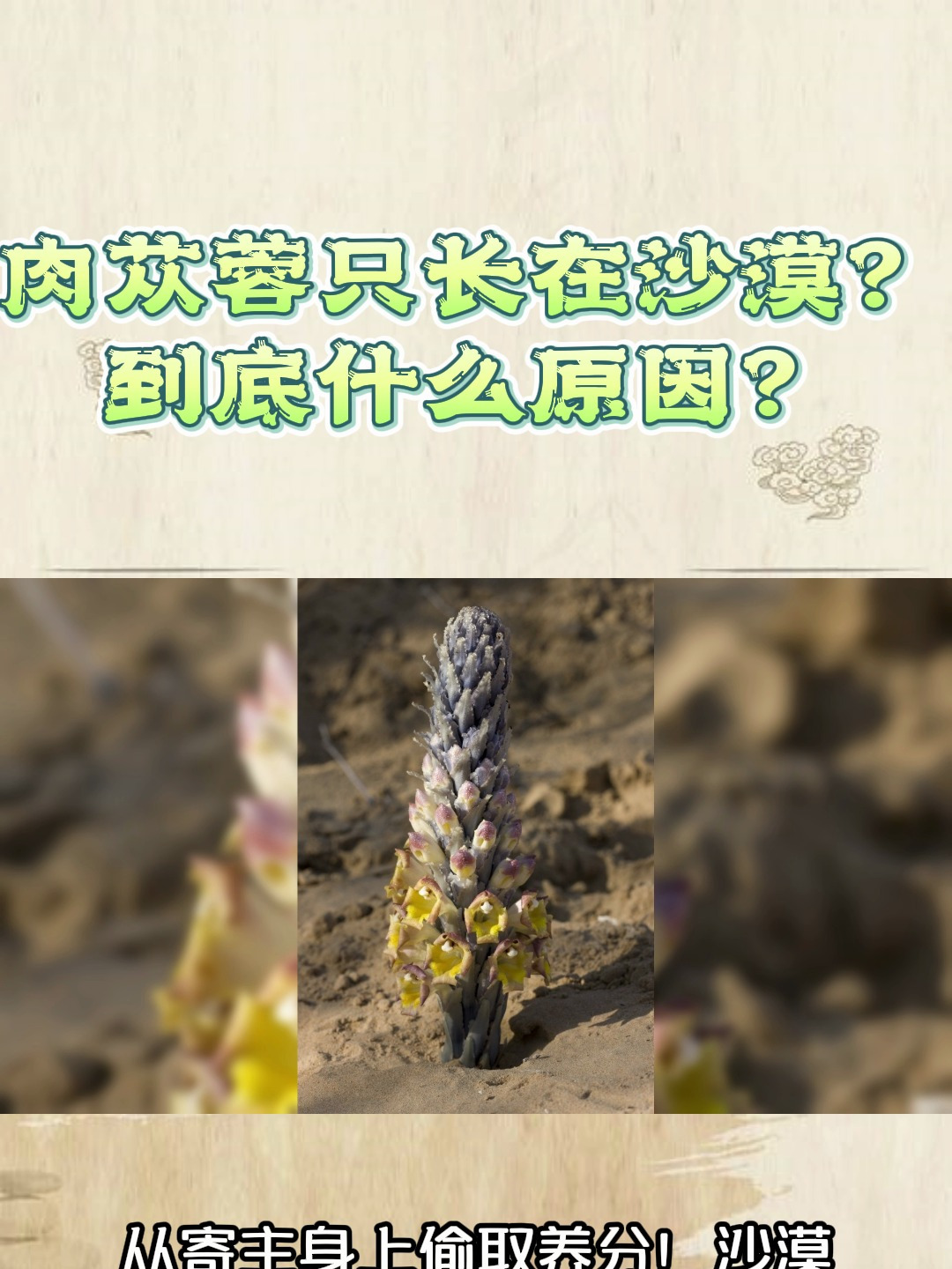 肉苁蓉只长在沙漠?到底什么原因?