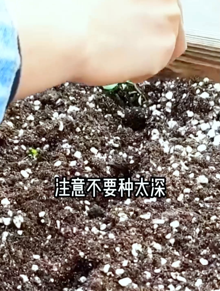 香菜什么时候种植最好,需要那几个步骤才能出苗快看完就明白了!