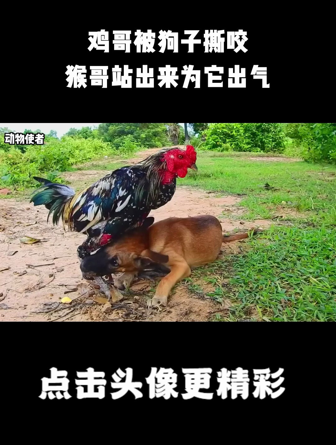 鸡哥被狗子撕咬,猴哥站出来为它出气,从此狗子再无宁日