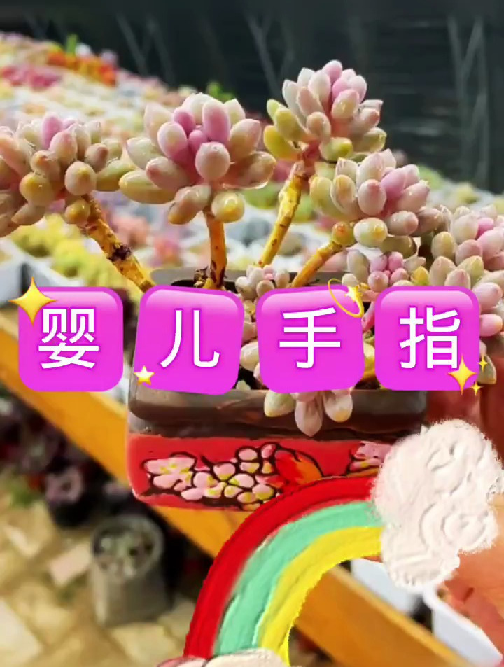 多肉植物,婴儿手指品种介绍,你喜欢吗?