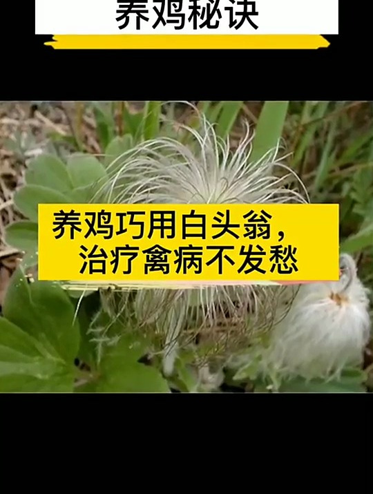 养鸡巧用白头翁,治疗禽病不发愁
