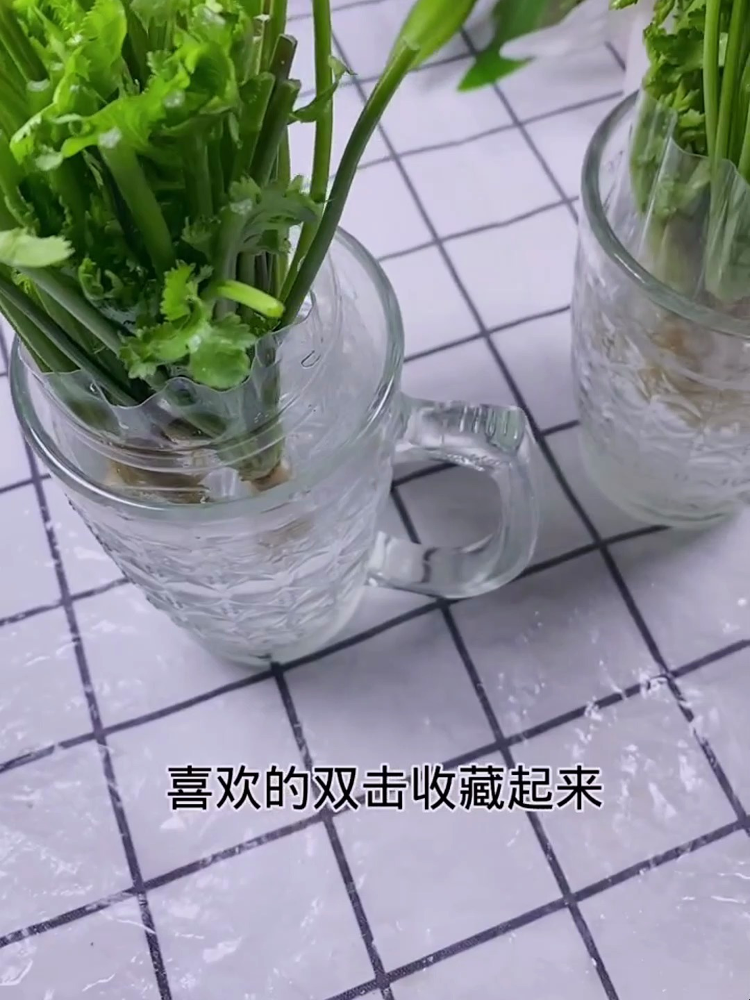 香菜这样储存,一冬天都不用买了,每天吃新鲜香