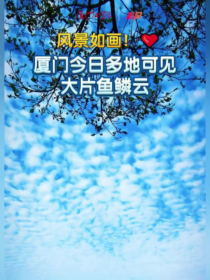 风景如画!厦门今日多地可见大片鱼鳞云!