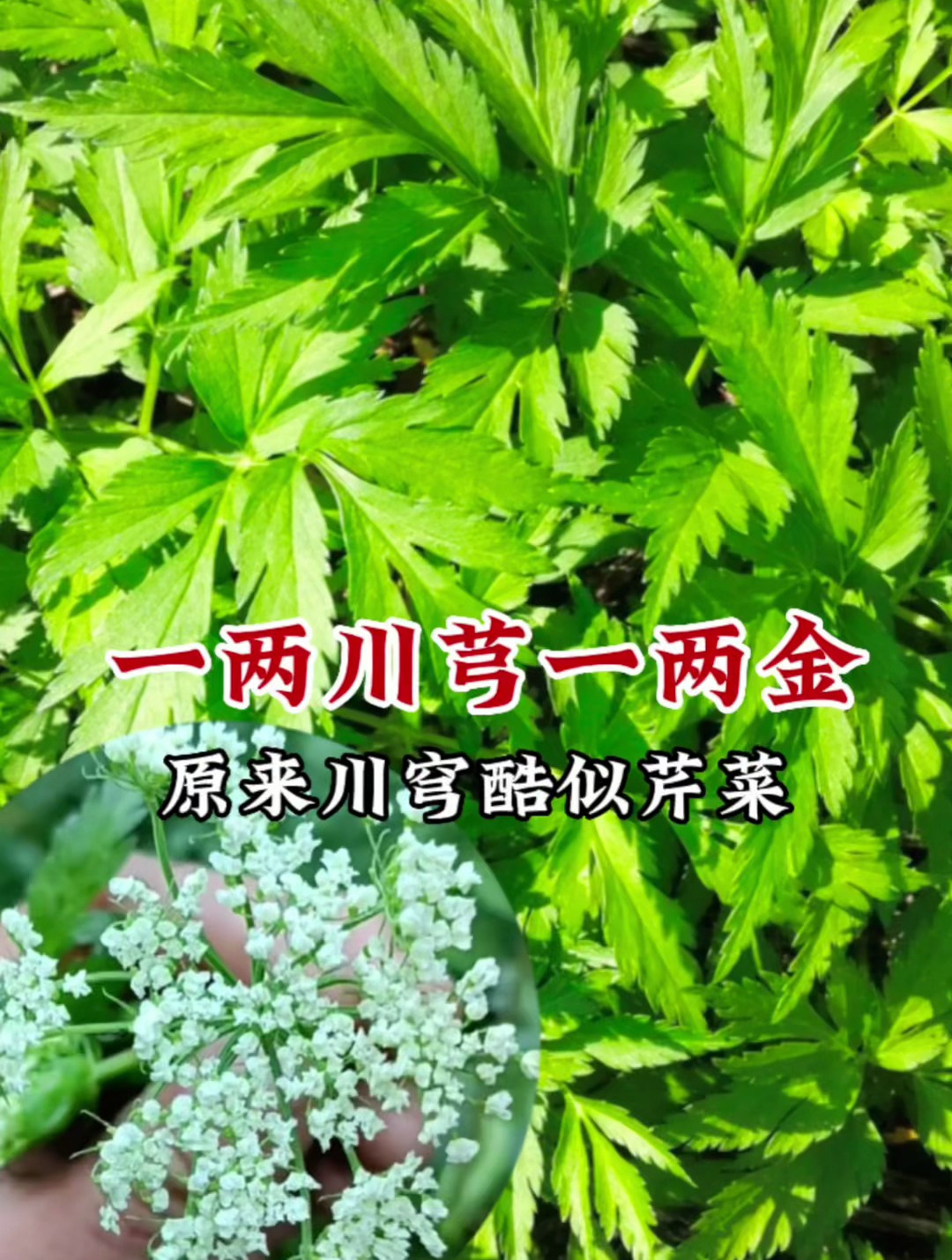 气味独特又像芹菜的罕见植物;川芎,懂的人当成宝,遇到要珍惜