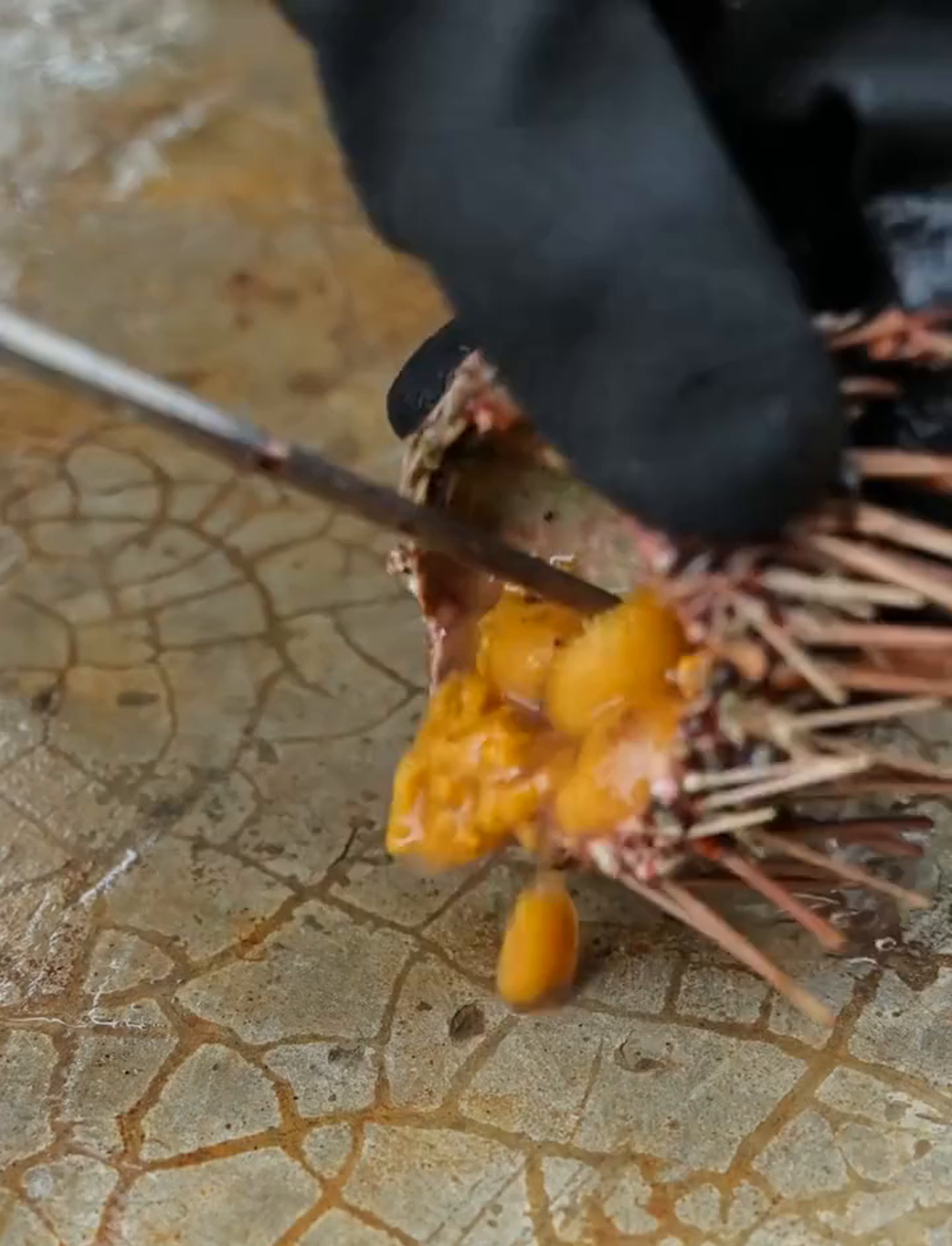 二毛傻乎乎的,居然这样做海胆蒸蛋