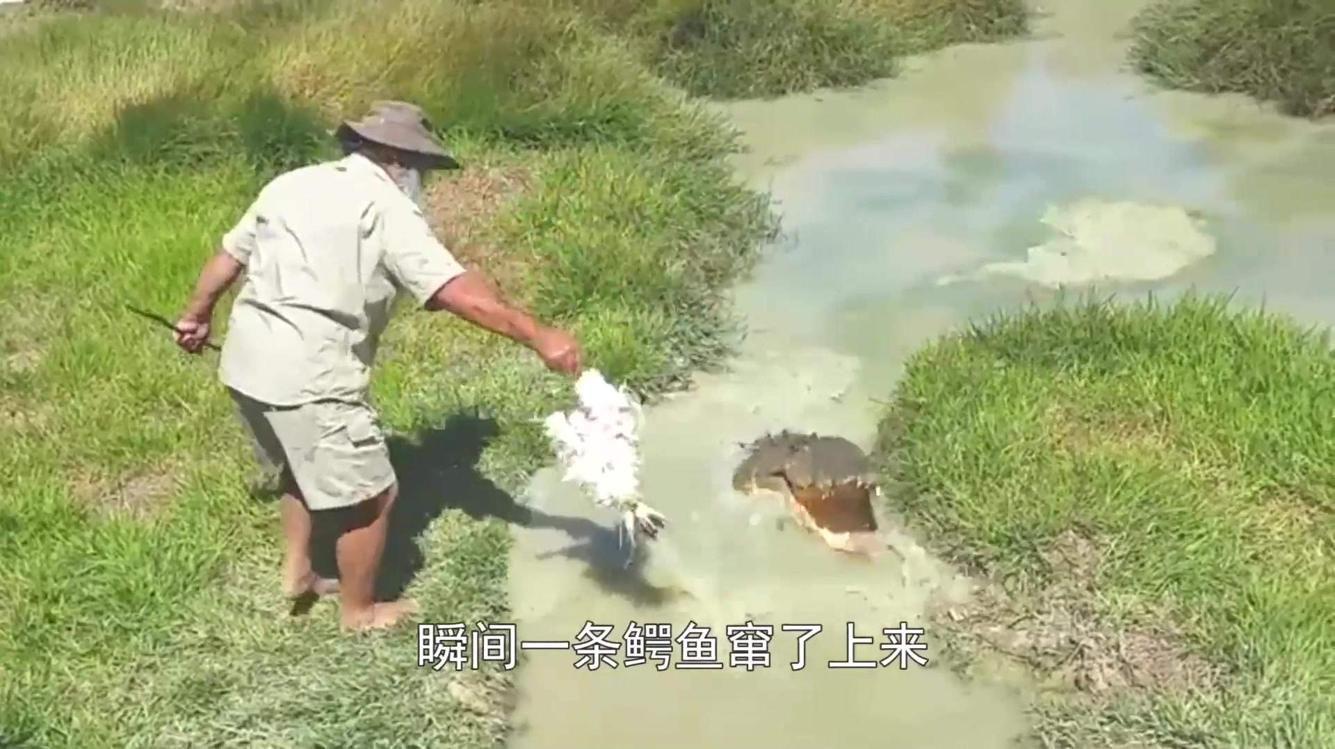朝平静的水面扔一块肉,不料一条鳄鱼钻了出来,意外发生了!