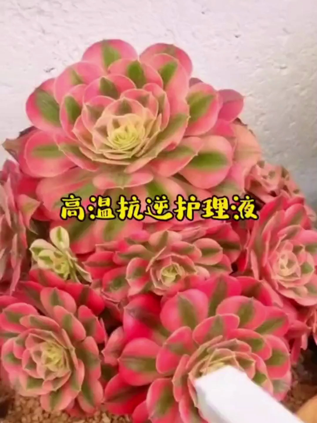 夏天多肉出现黑腐化水怎么办