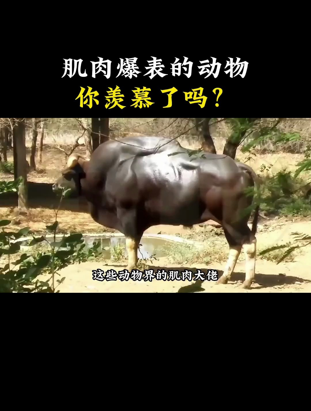 动物界的肌肉代表