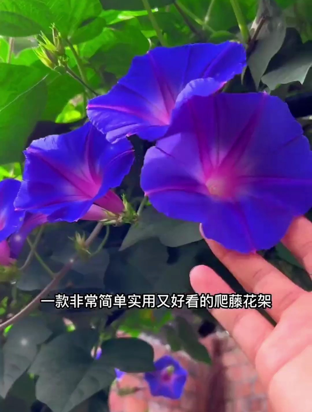 邻居在小院搭个架子,被各类蔬菜花卉爬满了,真是太有生活气息了