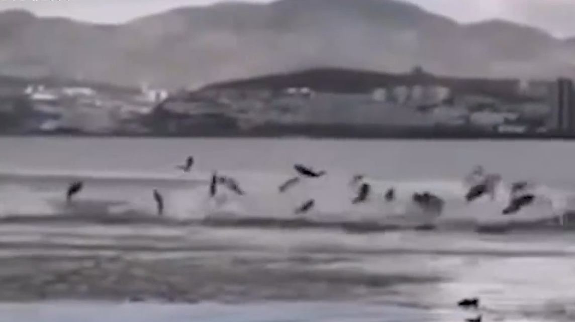 罕见!云南洱海现“鱼腾”奇观,鱼群跳出湖面引人围观