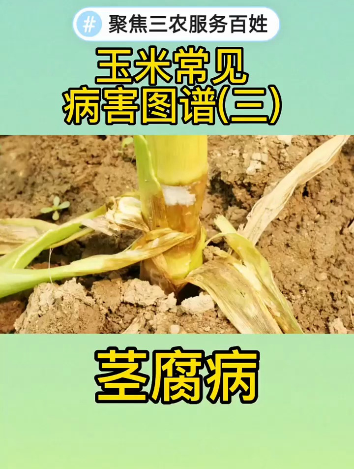 玉米常见病害之茎腐病