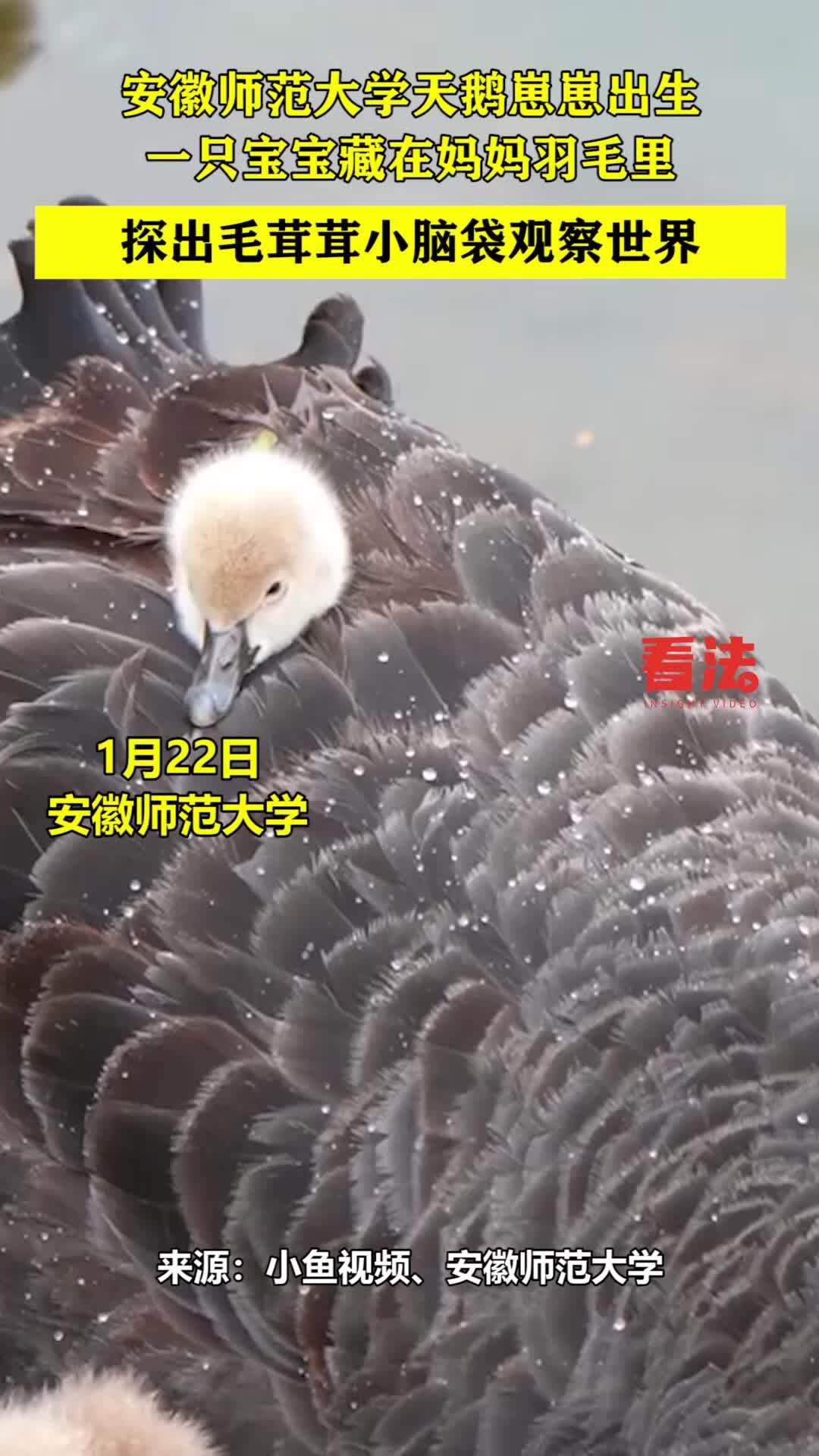 安徽师范大学天鹅崽崽出生,一只宝宝藏在妈妈羽毛里太治愈啦