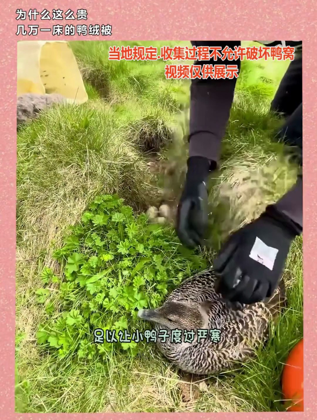 几万一条的冰岛鸭绒被,为啥这么贵