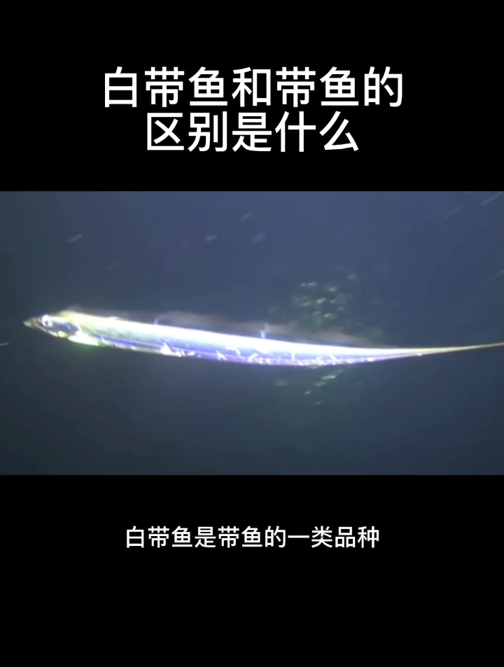 白带鱼和带鱼的区别是什么