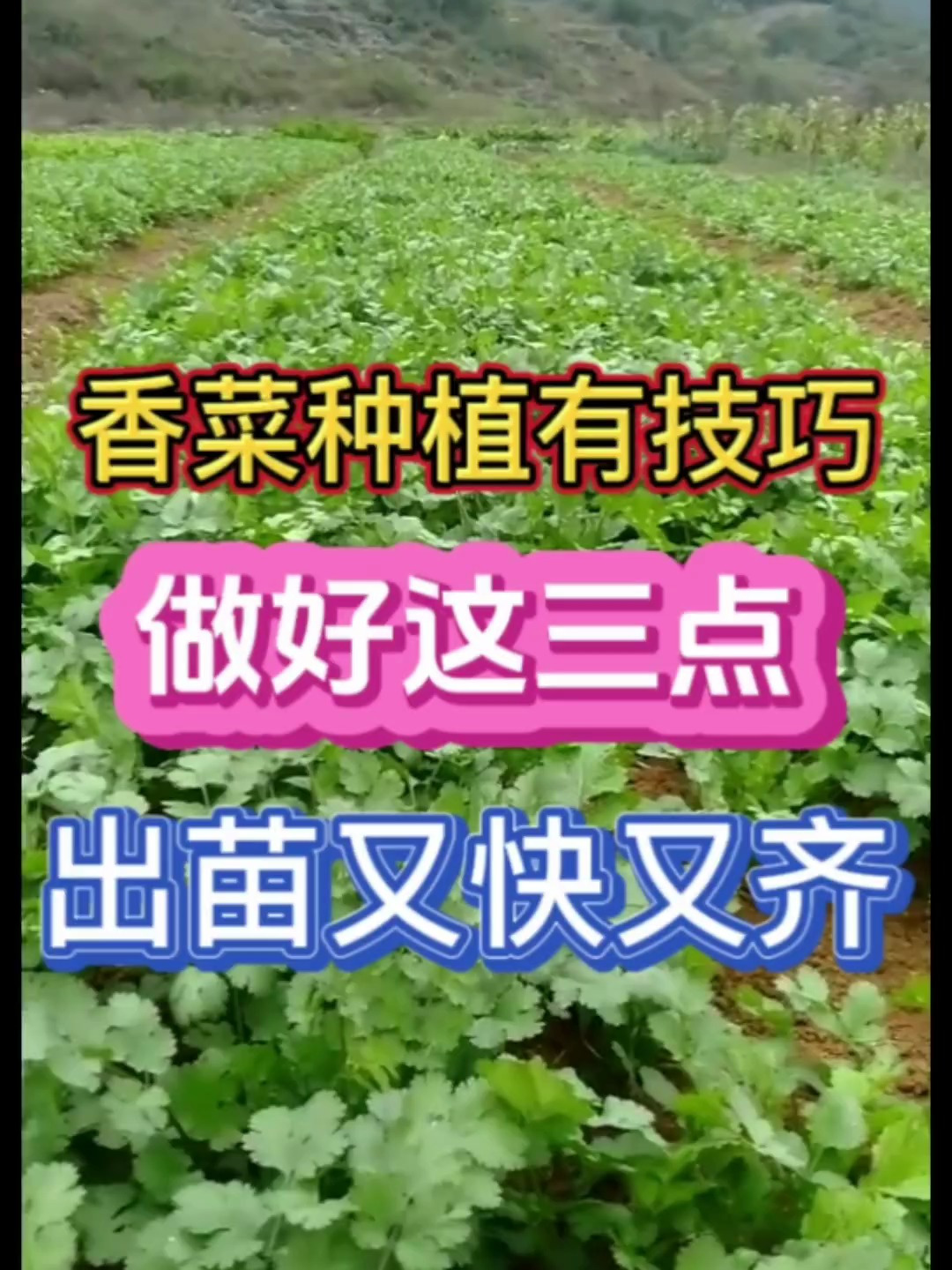 香菜种植方法和快速出芽技巧