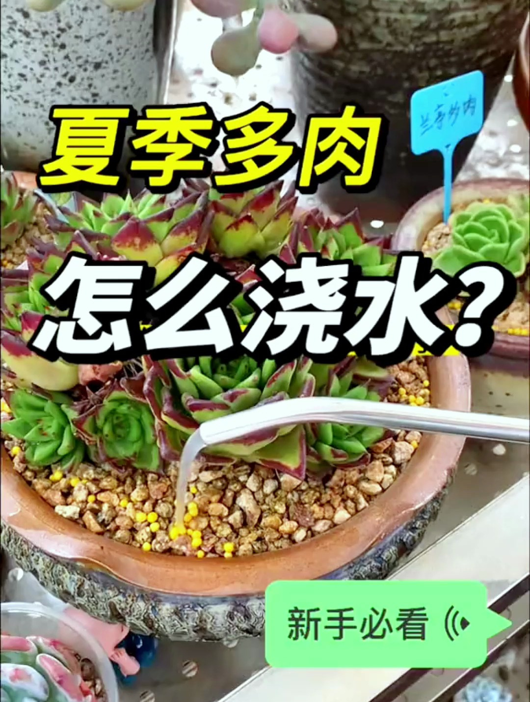 多肉夏天应该怎么浇水你知道吗?养肉大神教你一个小技巧!