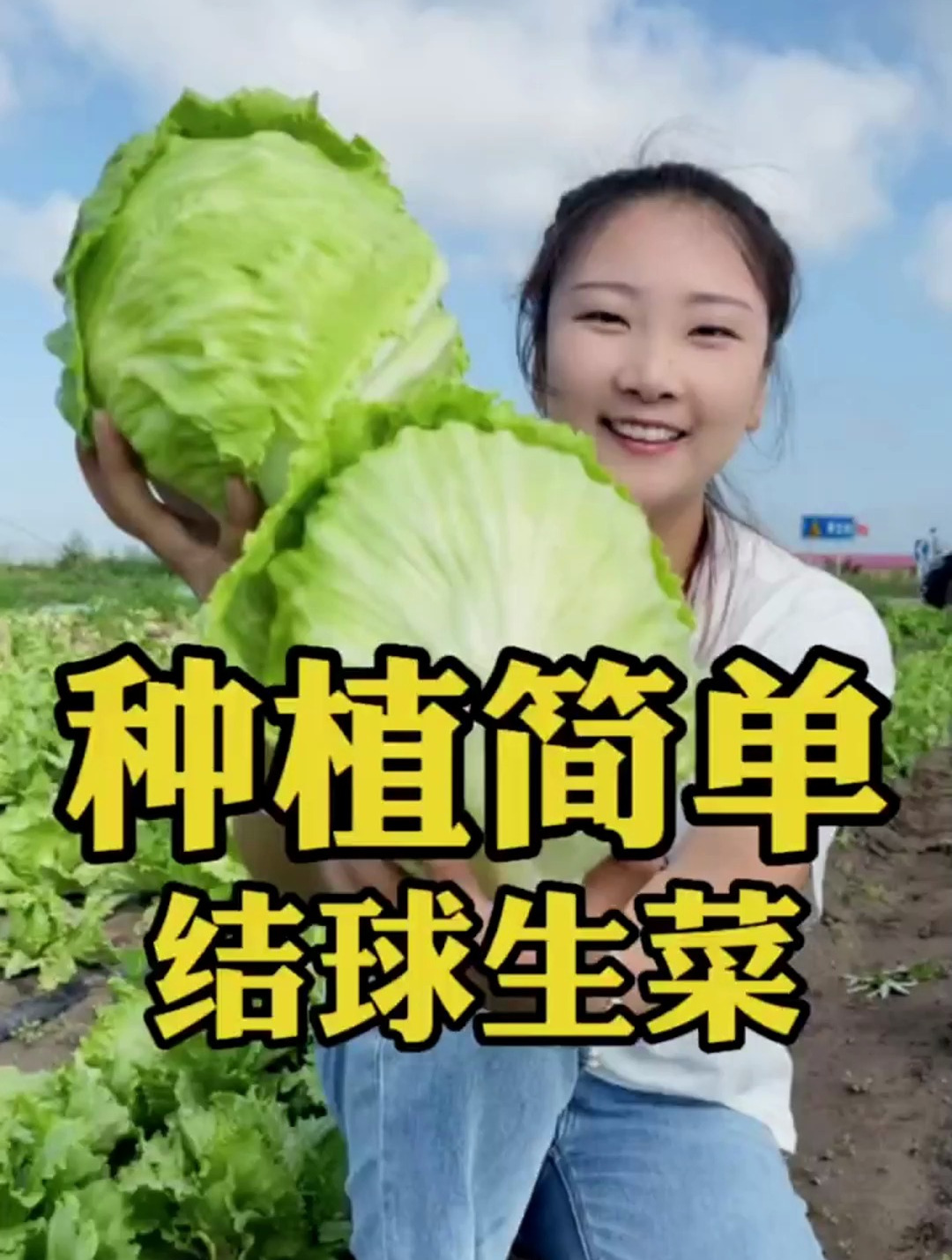 结球生菜脆爽宜人,生吃凉拌包烤肉,顿顿离不开!