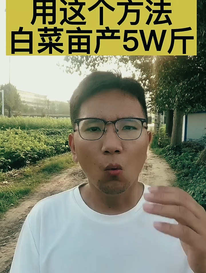 用这个方法,白菜亩产,5W斤