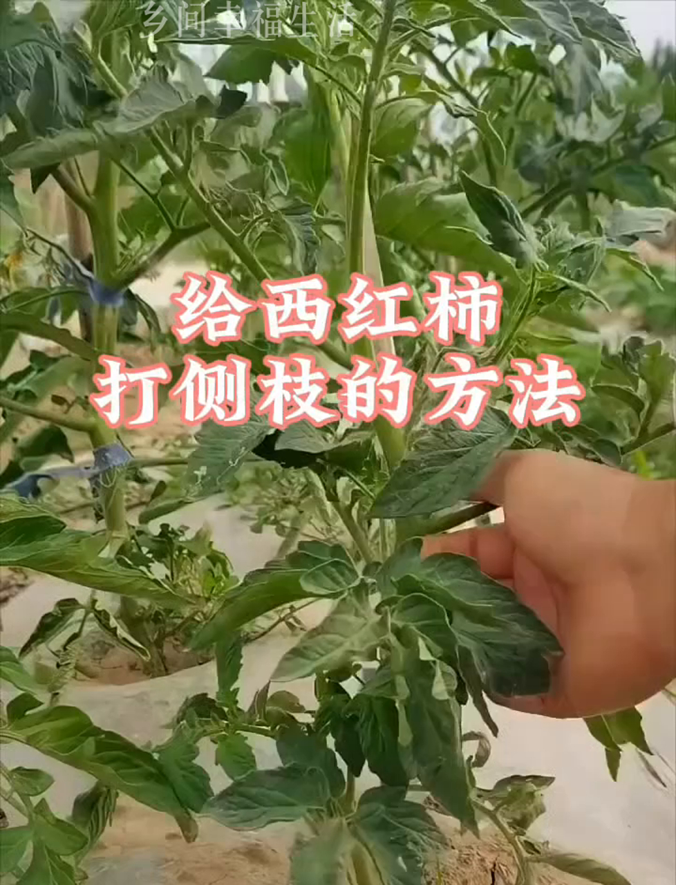 种番茄时怎么修剪侧芽,简单三步搞定