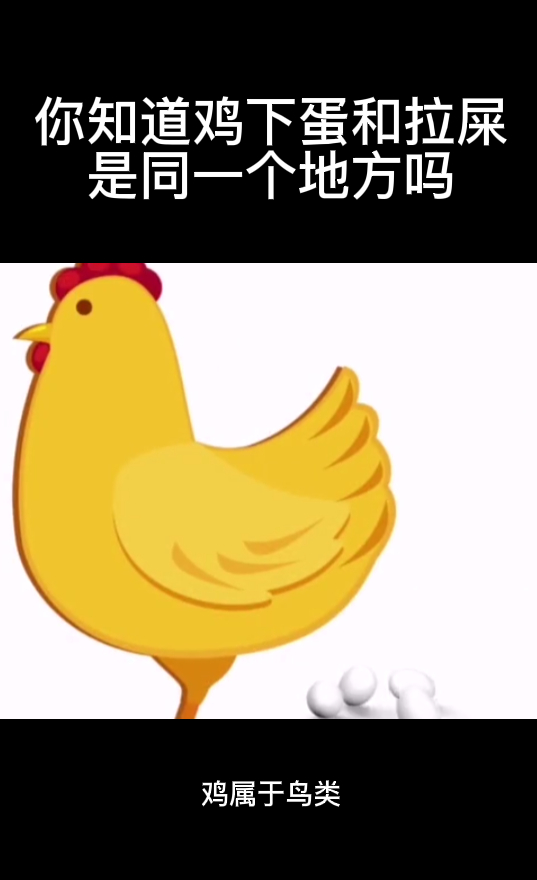 你知道鸡下蛋和拉屎是同一个地方吗