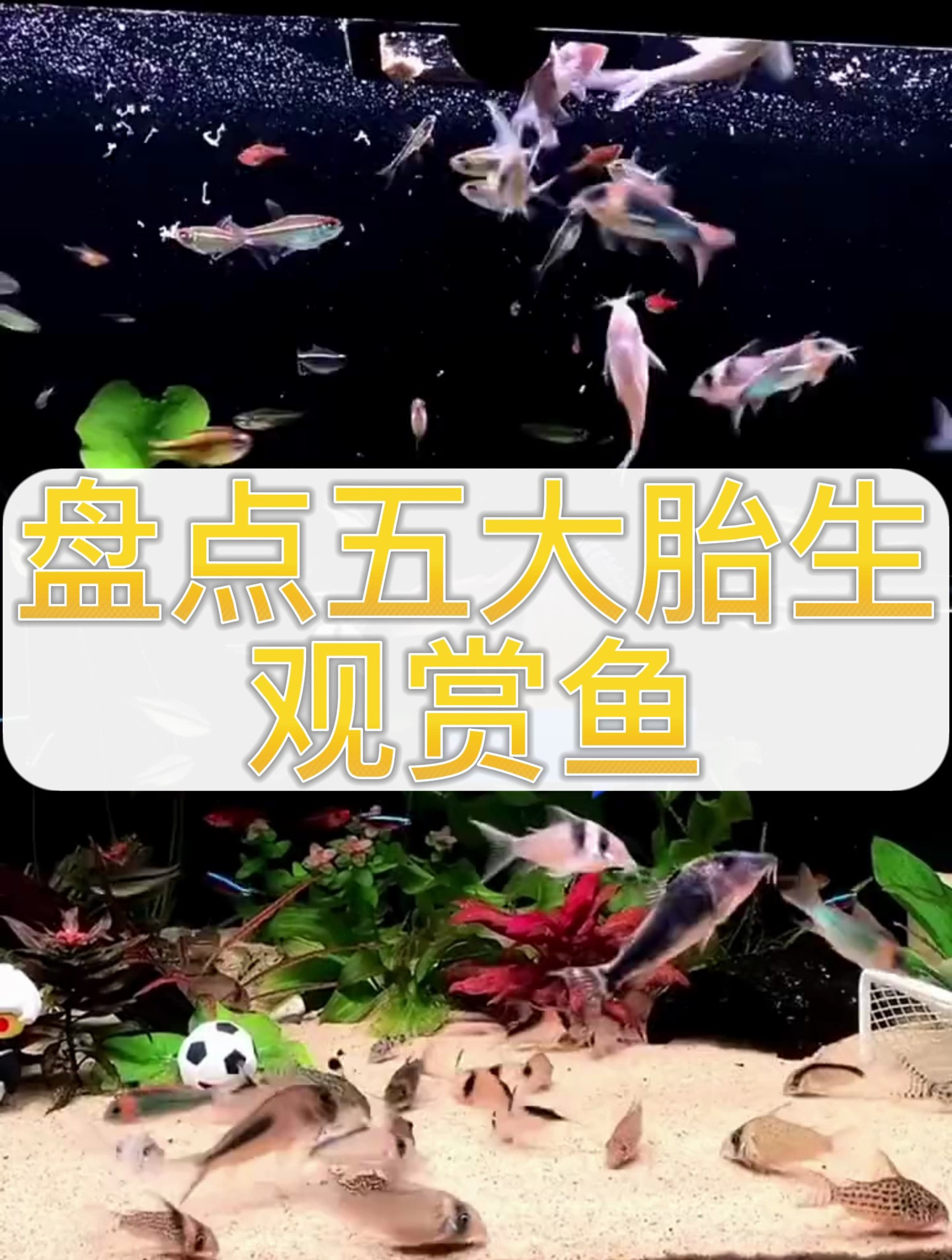 5个胎生的观赏鱼,你家养了吗?