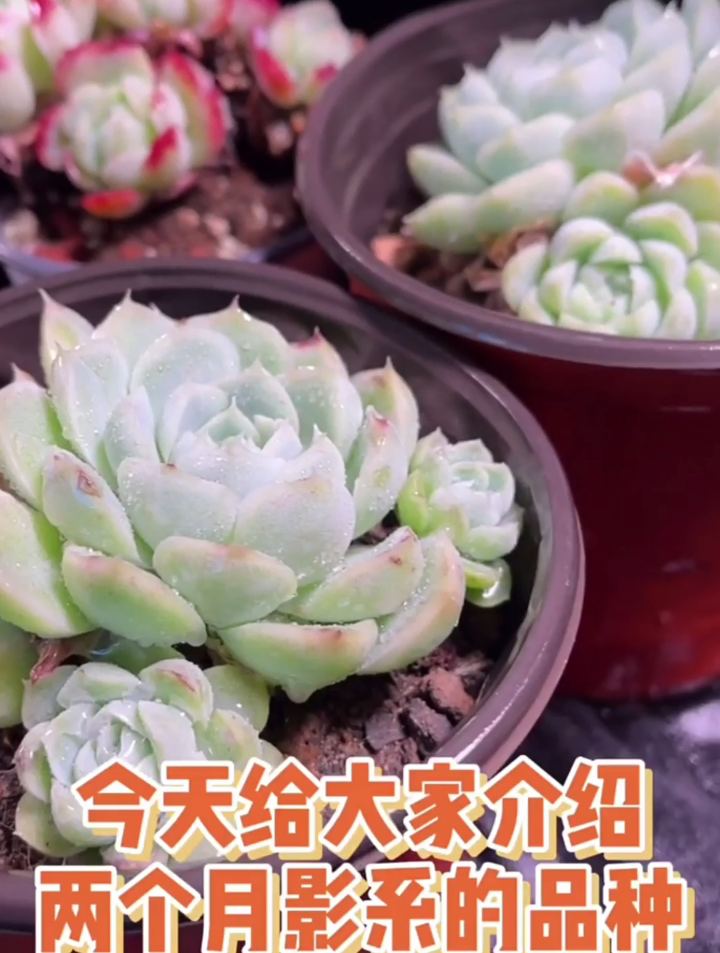 你知道阿尔巴白月影胭脂贝瑞多肉吗?今天给介绍两个月影系的品种