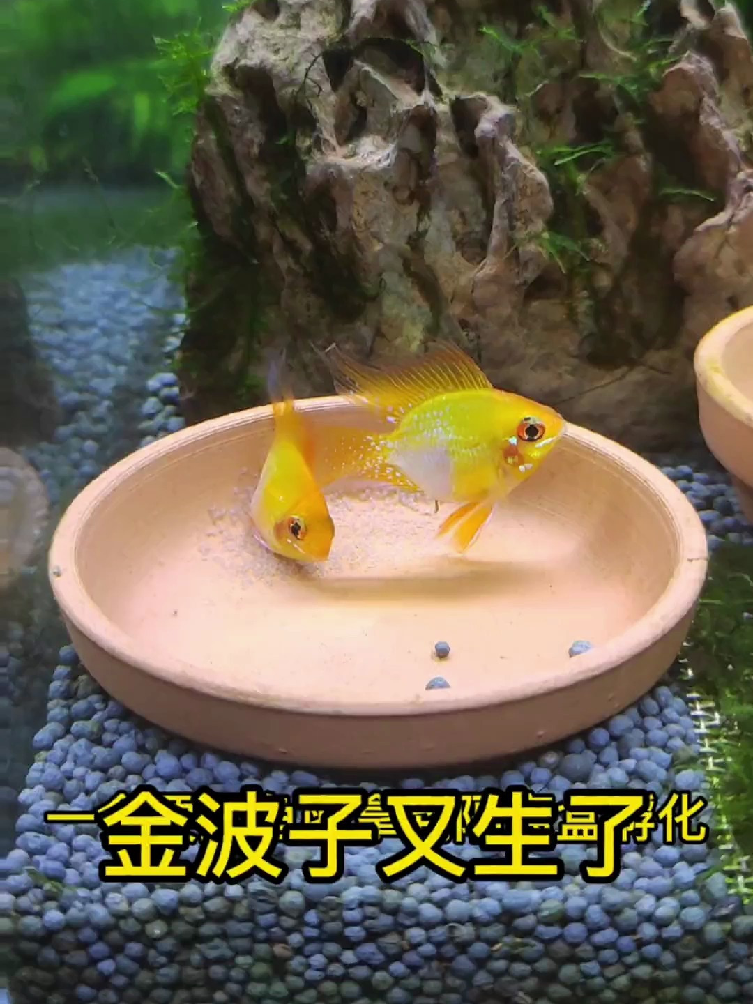 金波子又生了 赶紧上产卵盘 拿出来隔离孵化