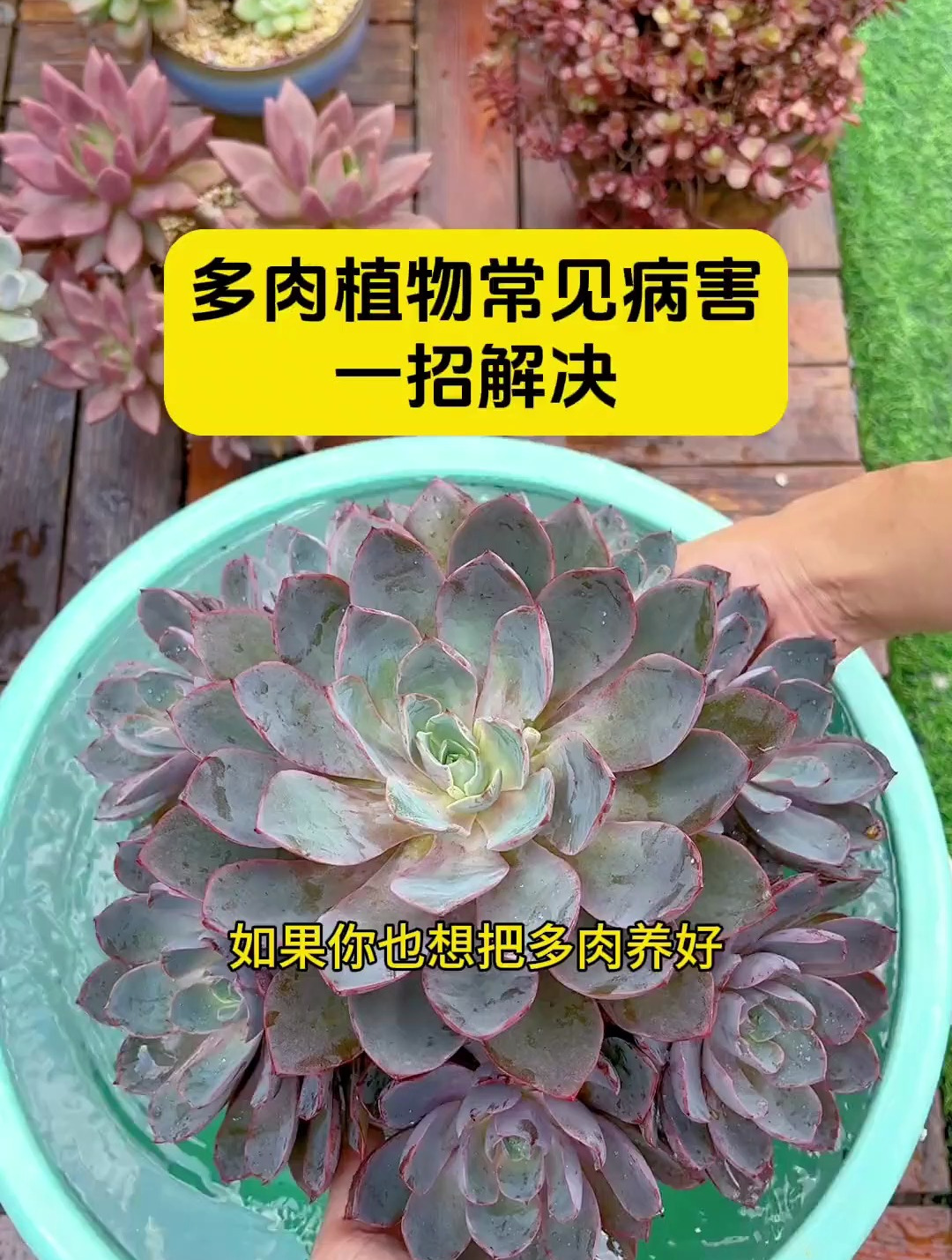 如果你也想把多肉养好,一定要知道这几种常见病害