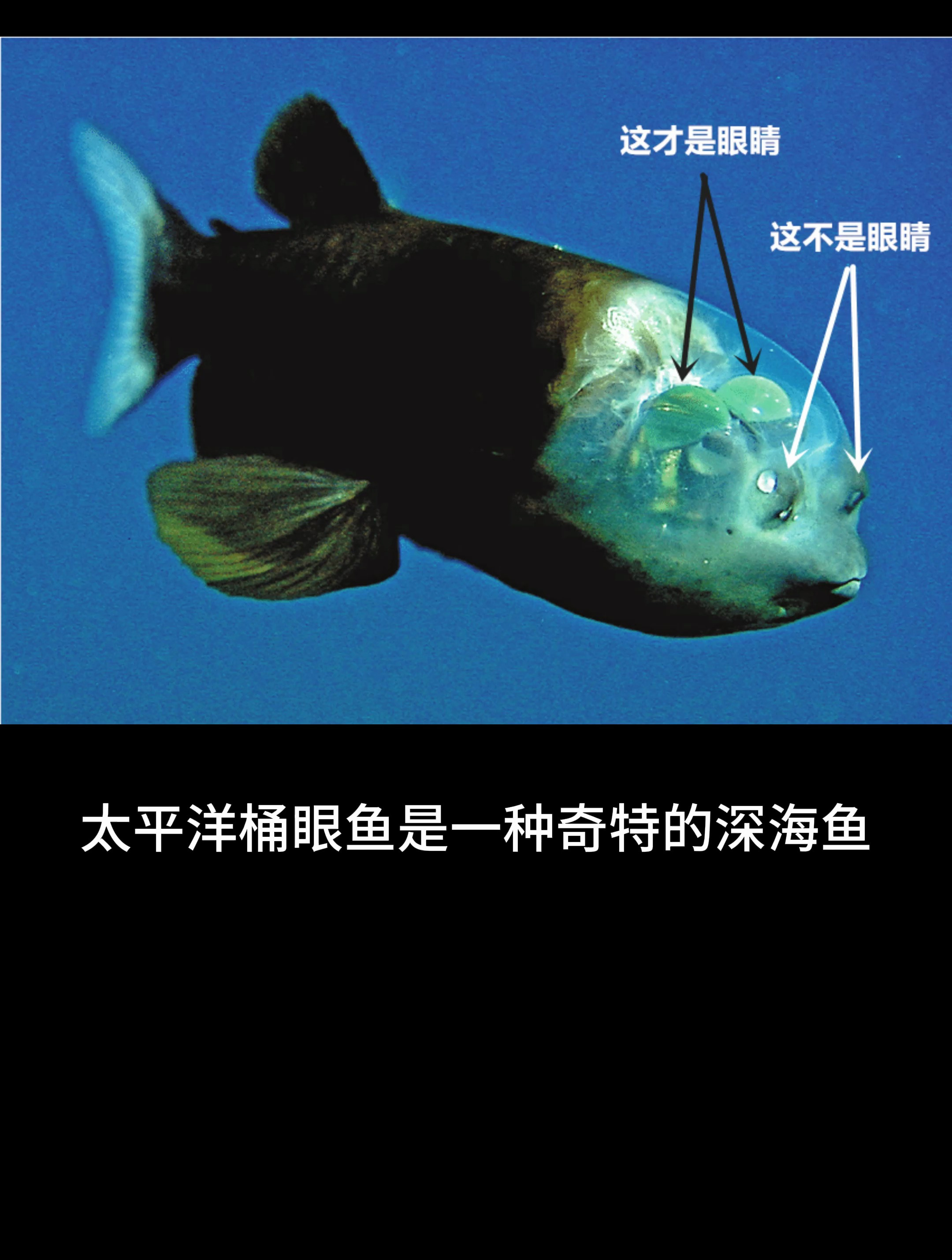 长着透明脑袋的深海怪鱼,眼睛可以向上看