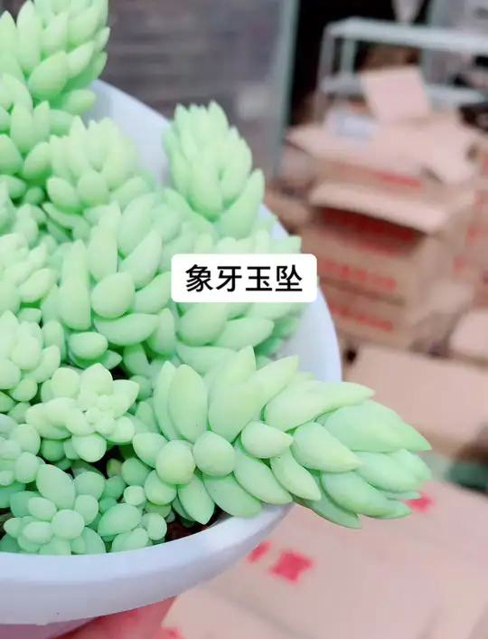 瞧这小玩意,象牙玉坠多肉植物真可爱!