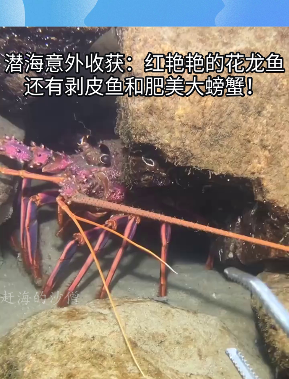 潜海意外收获:红艳艳的花龙鱼,还有剥皮鱼和肥美大螃蟹!