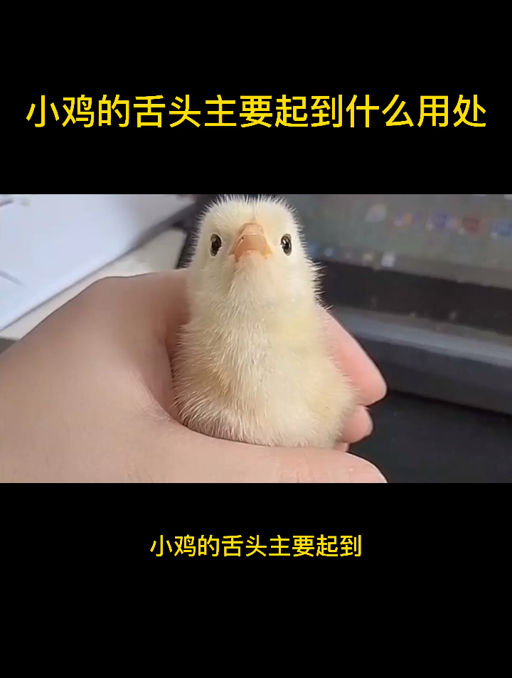 小鸡的舌头有什么用处