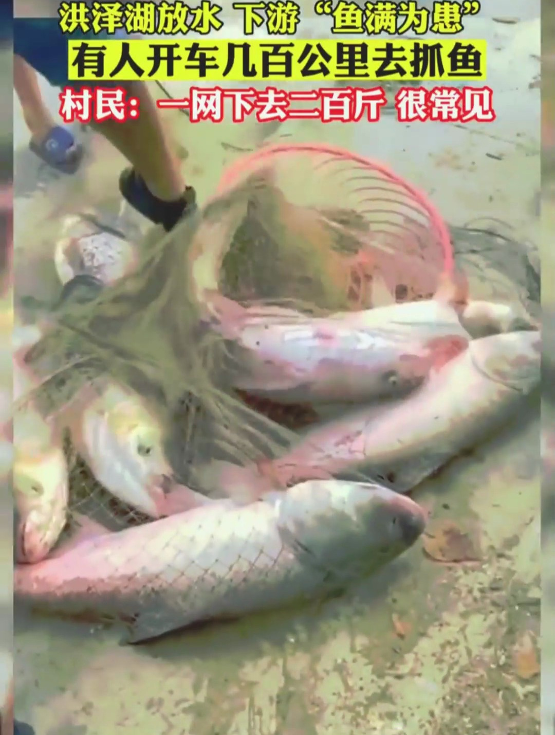 江苏洪泽湖放水 下游河流 鱼满为患