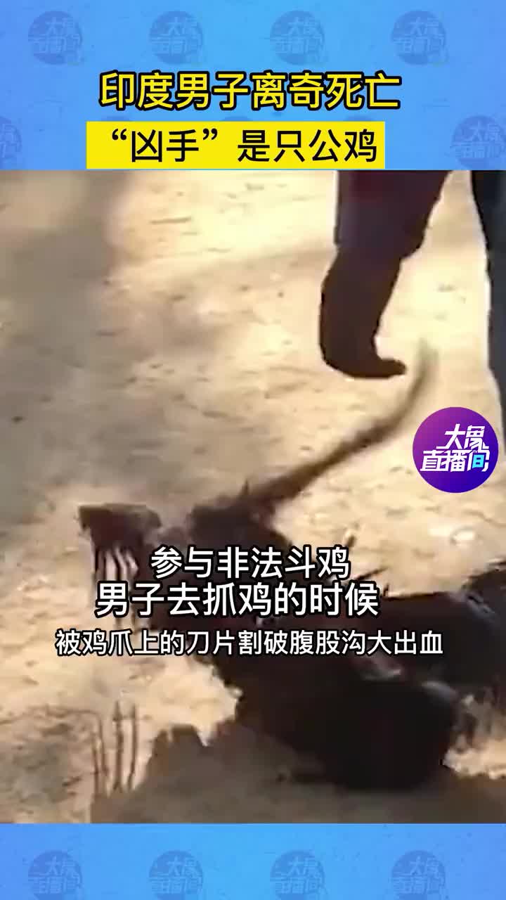 印度 男子 离奇死亡,“凶手”是只公 鸡鸡。提醒:远离非法斗鸡