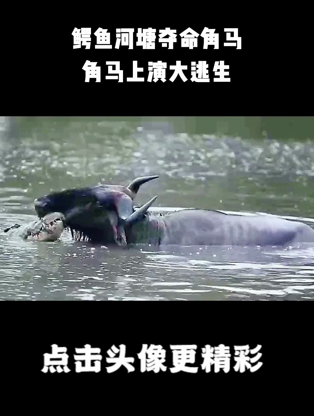 鳄鱼河塘夺命角马,角马上演大逃生,两腿断了,还会有生存希望