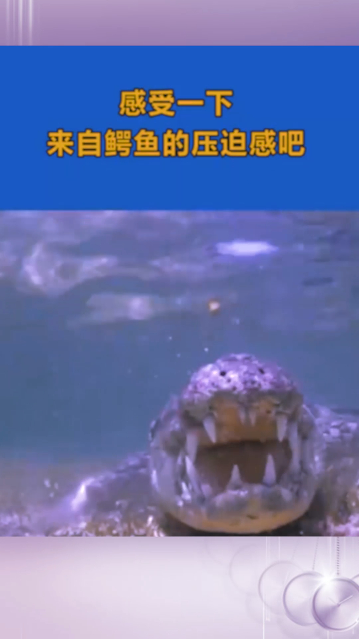 这一下,来自鳄鱼的压迫感吧,这大嘴巴谁不害怕