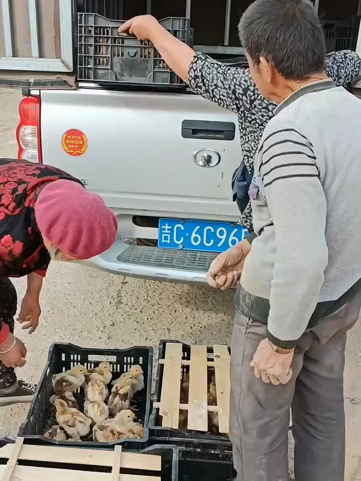 记录我的农村日常生活,好可爱的小鸡仔