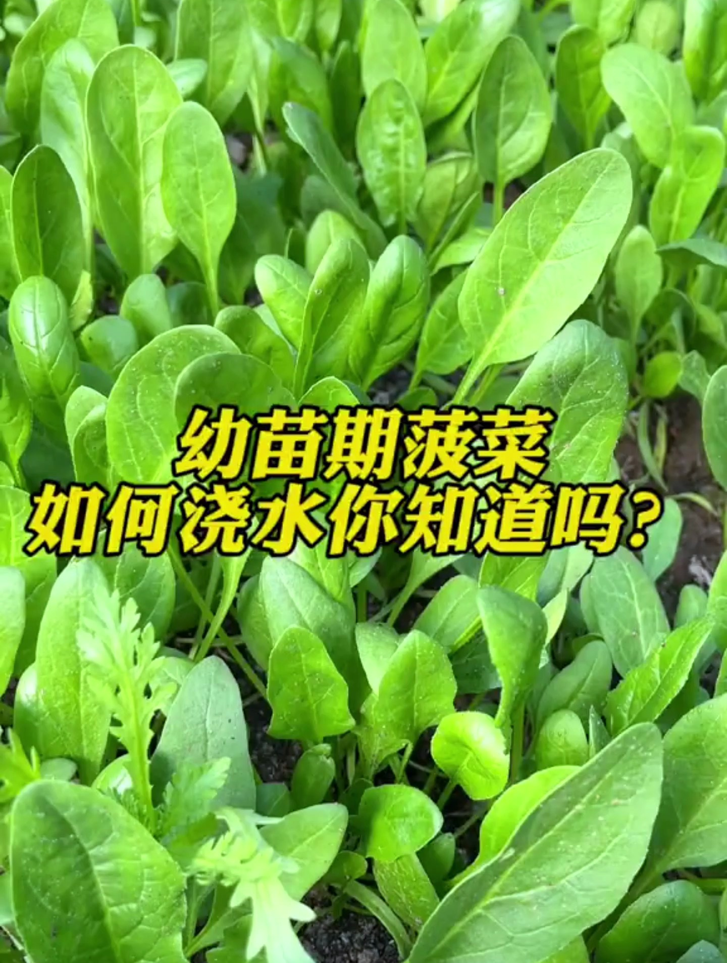 幼苗期菠菜这样浇水,叶片油绿,越长越茂密
