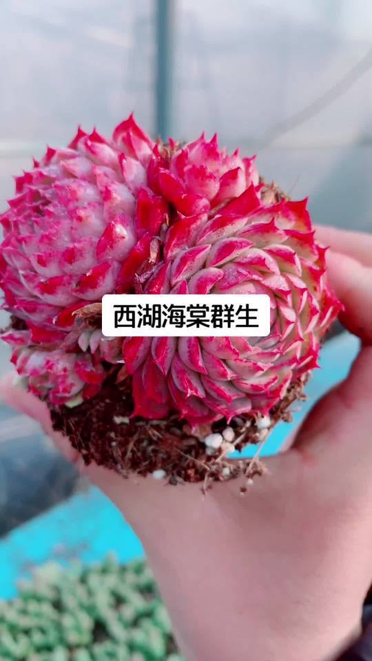 西湖海塘,多肉植物的绿色童话