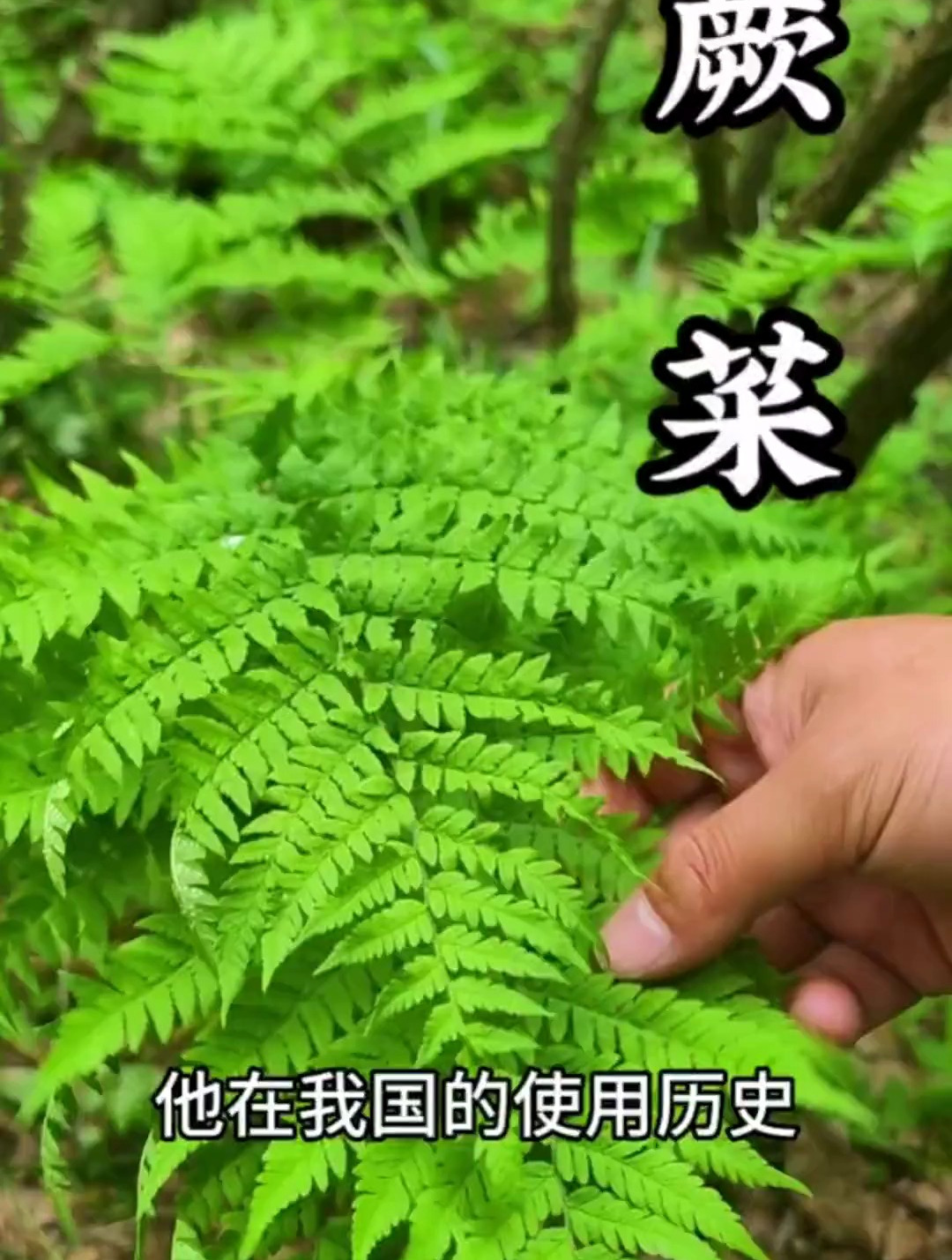 蕨菜你吃过吗,了解一下它吧