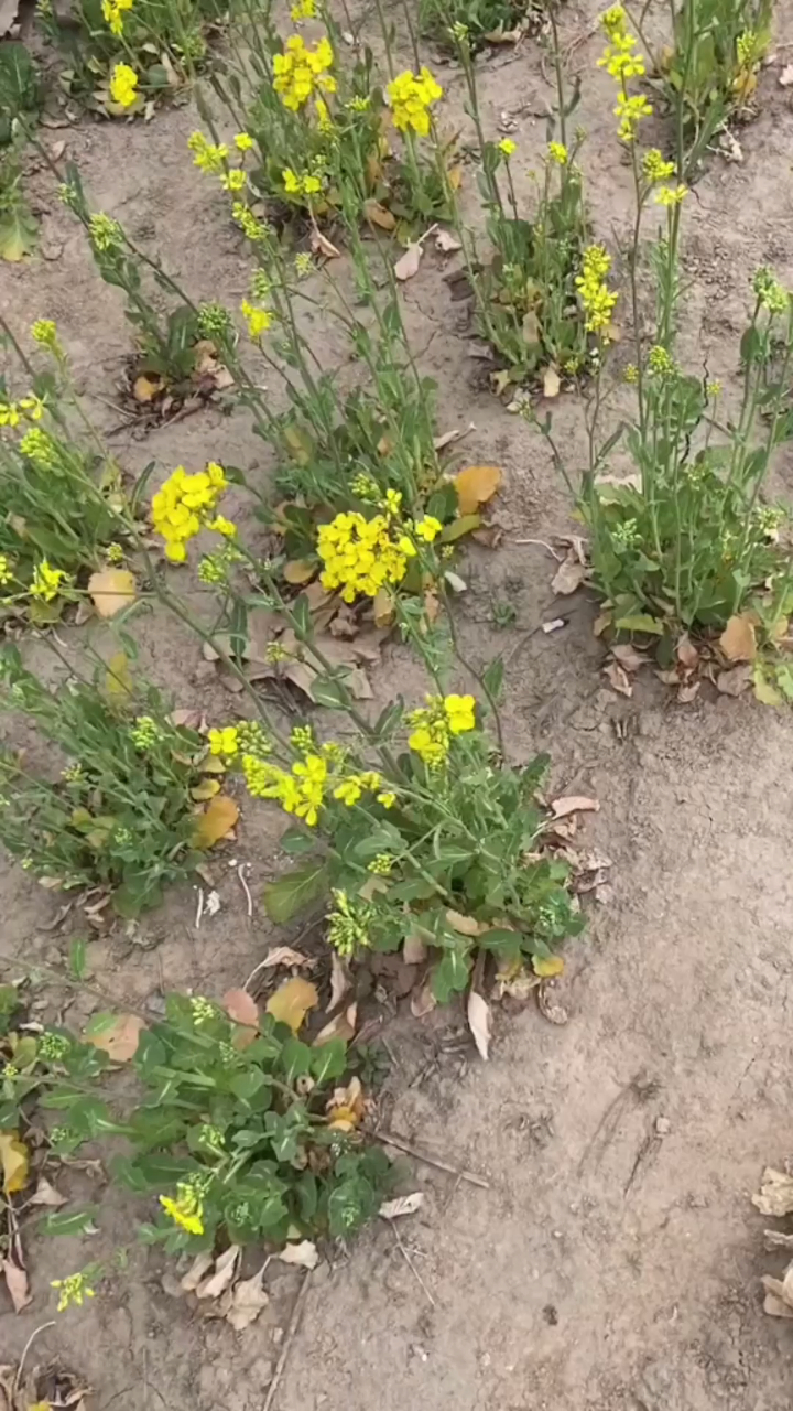 得作文者得语文:运用描写手法写花草,提高作文分数