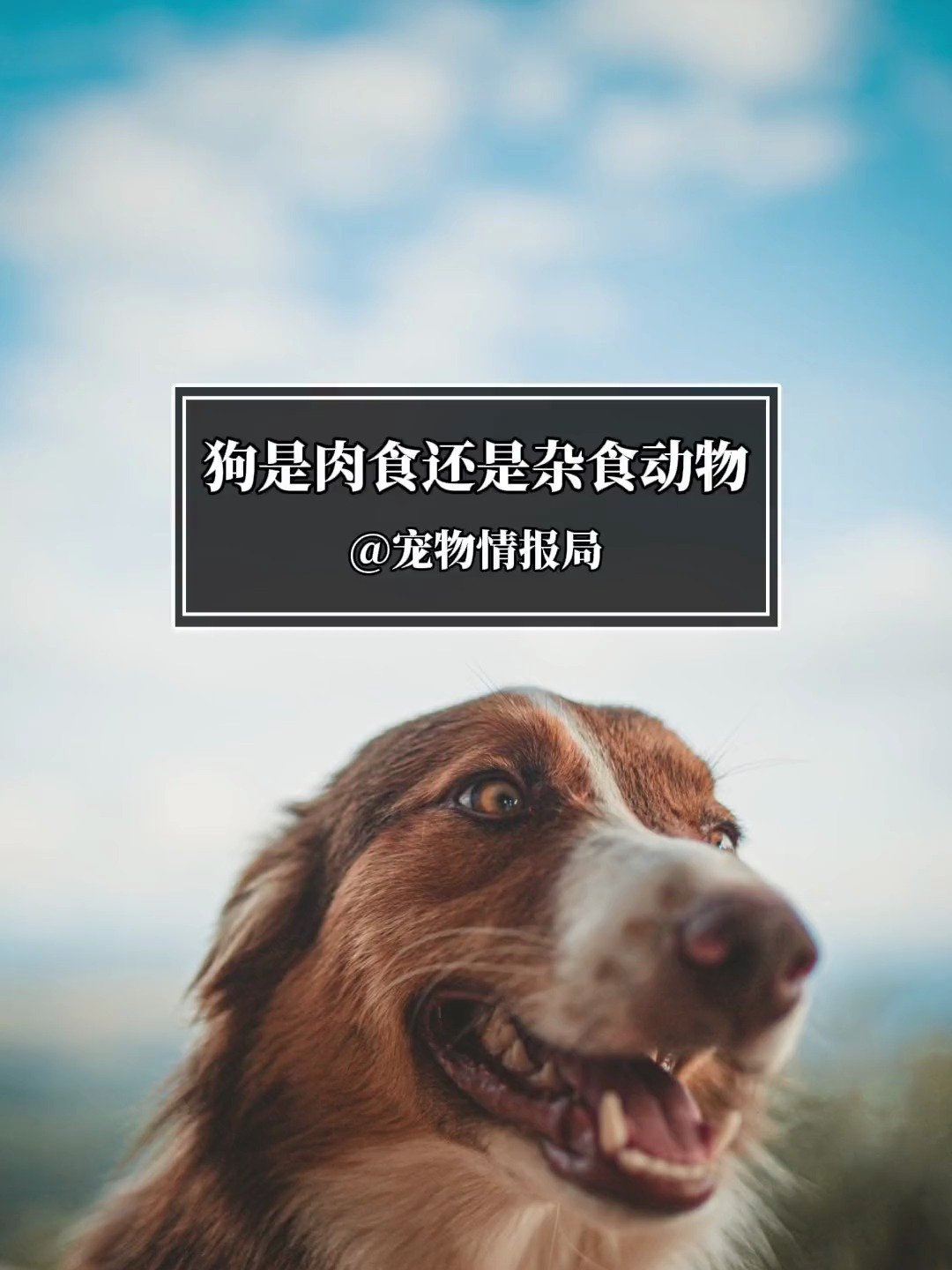 狗狗 宠物冷知识 科普 狗是肉食动物还是杂事动物?