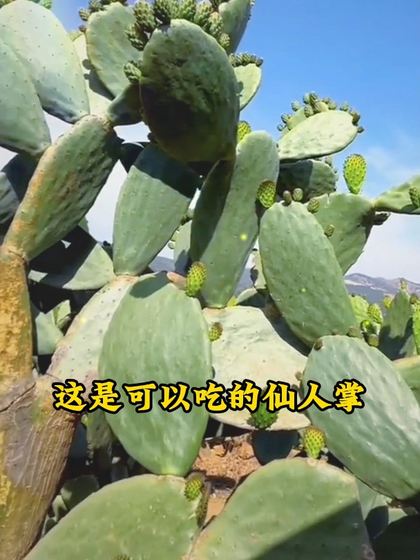 可以吃的仙人掌、即可岔栽观赏又会开花结果、好看又好吃
