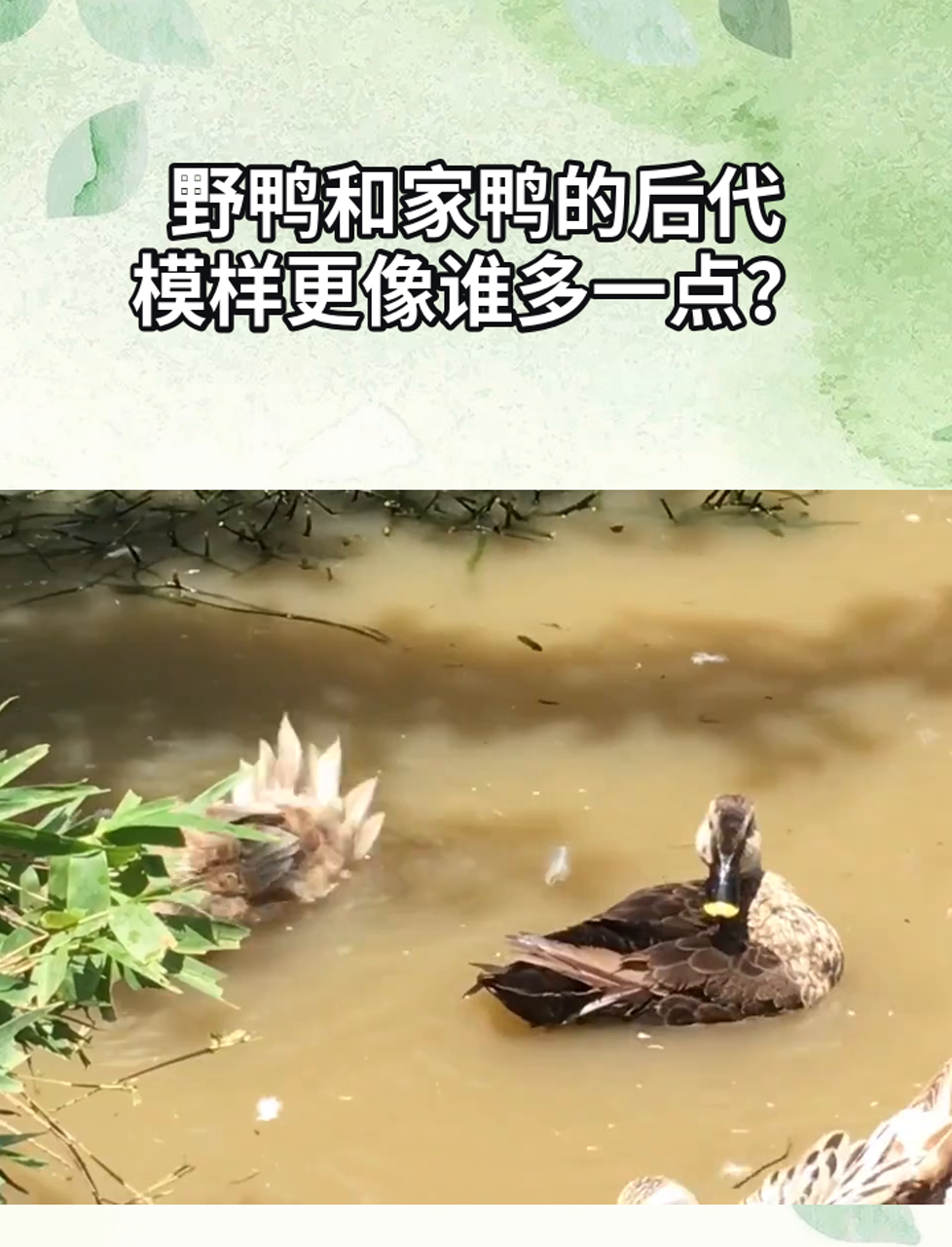 野鸭和家鸭的后代,模样更像谁多一点?