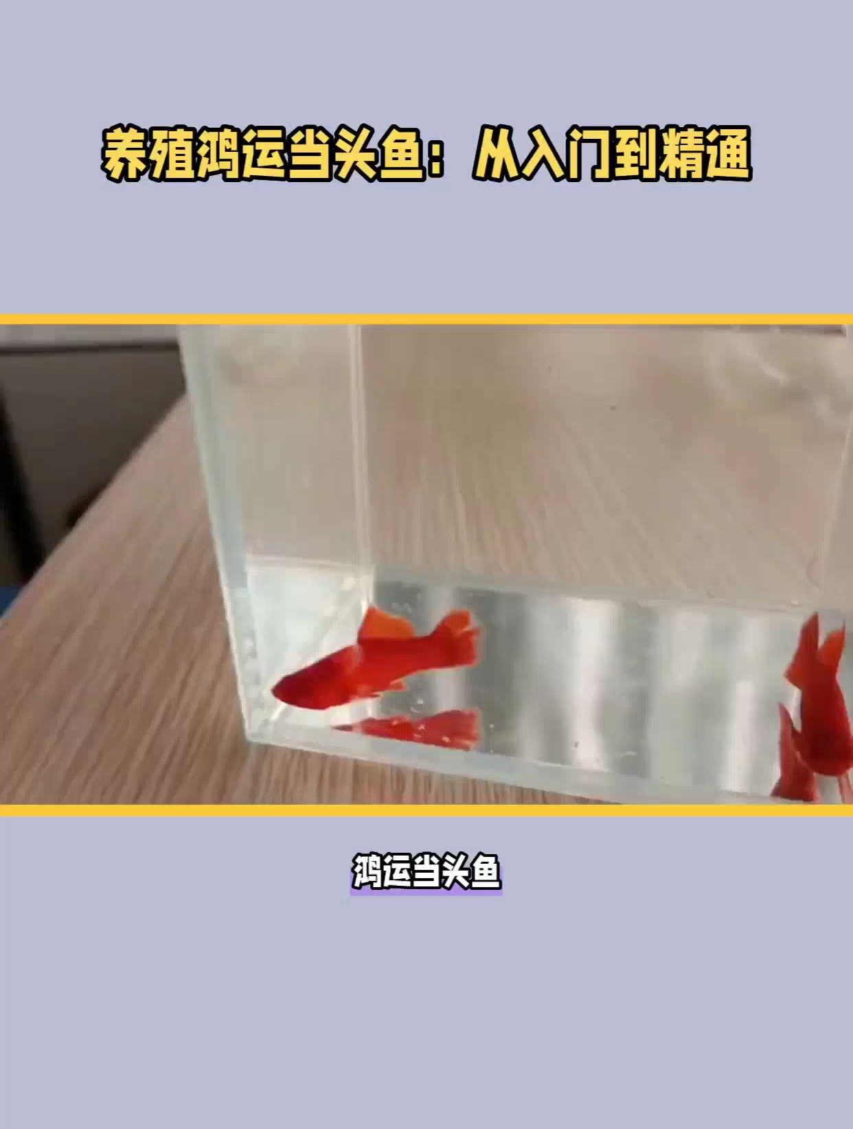 鸿运当头鱼的养殖方法和注意事项