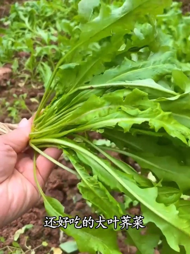 大叶荠菜口感好,现在丢几粒种子,开春就能吃上鲜荠菜!