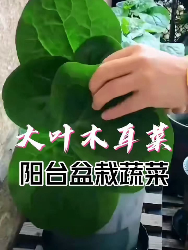 木耳菜也叫懒人菜,既能观赏又能吃,一举两得!