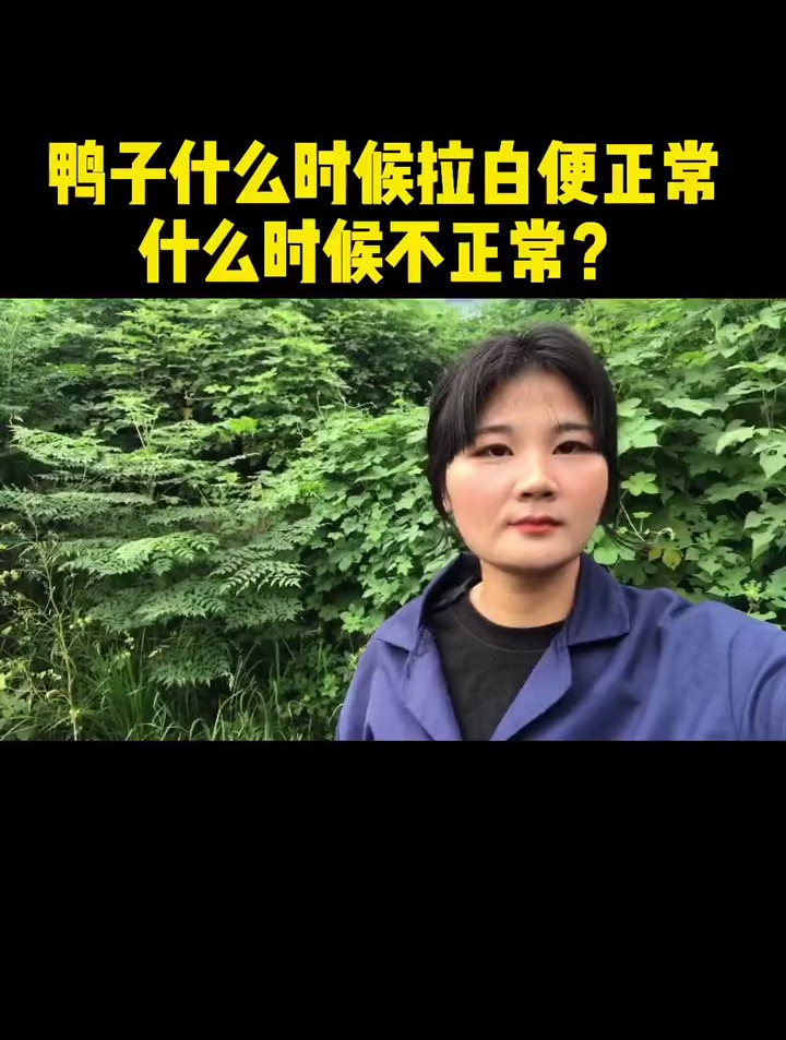鸭子在什么时候拉白便正常呢?什么时候是不正常呢?