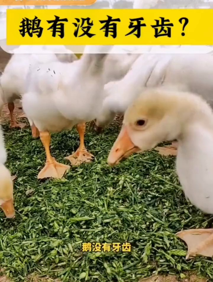 鹅没有牙齿怎么消化食物?
